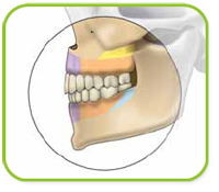 vectortas