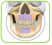 vectortas